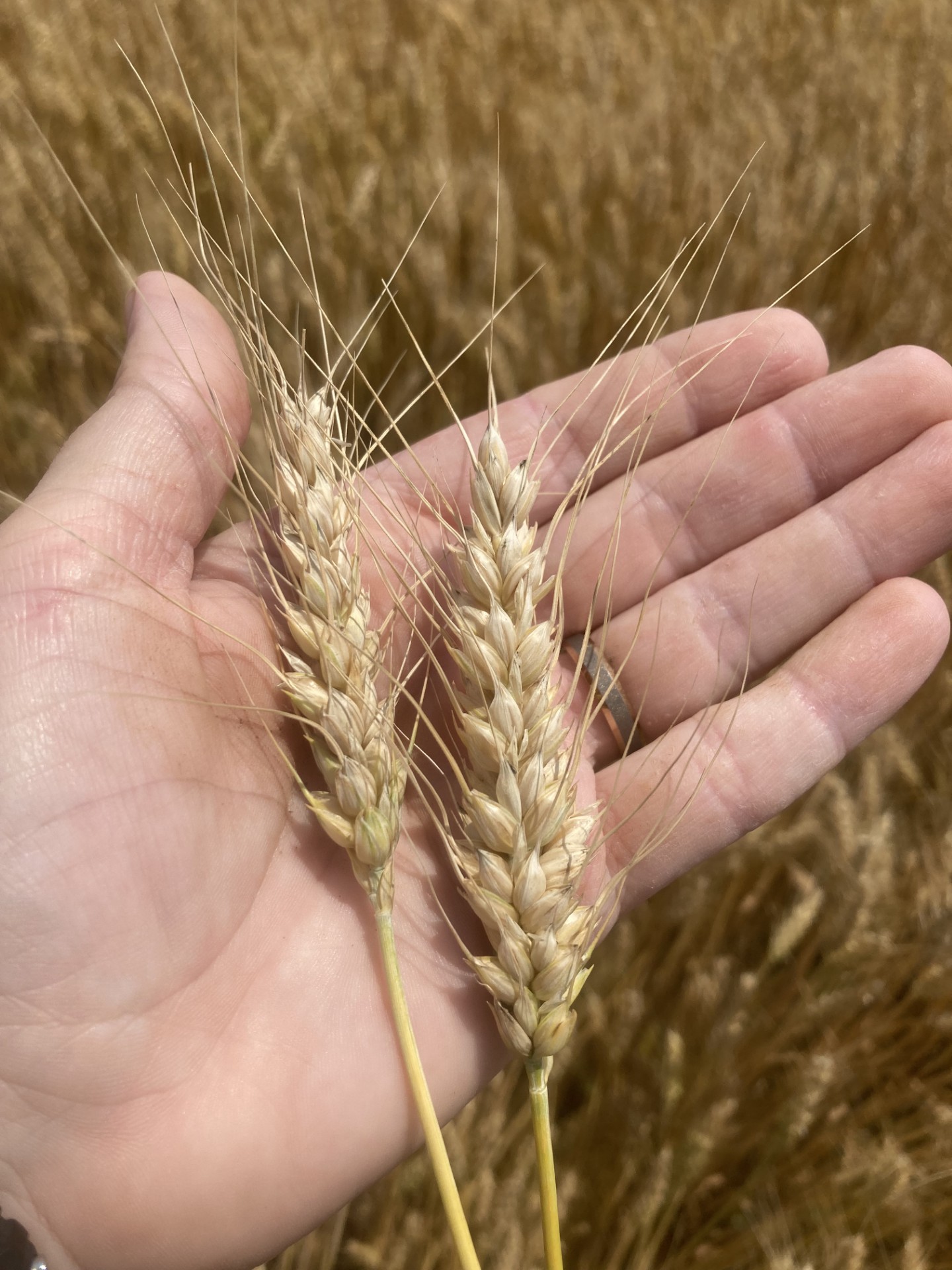 Wheat feekes 11.3 heads.jpg